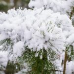 Can You Spray Fake Snow On An Artificial Tree