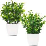 Plants for Home
