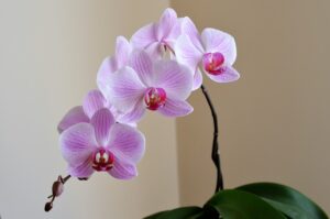 How to decorate your bedroom with faux orchids