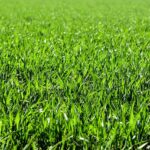 How to Make Artificial Grass Stand Up